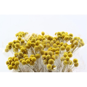 Dried Craspedia Nat Yellow10pcs/bunch