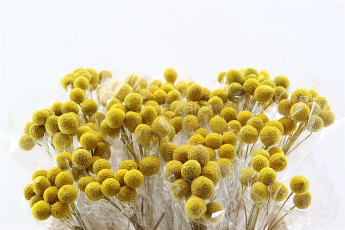 <h4>Dried Craspedia Nat Yellow10pcs/bunch</h4>