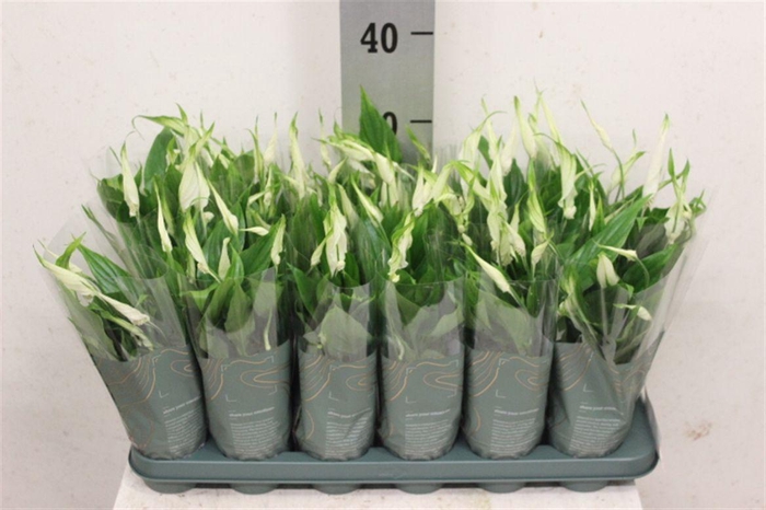 <h4>Spathiphyllum 'Chopin'</h4>