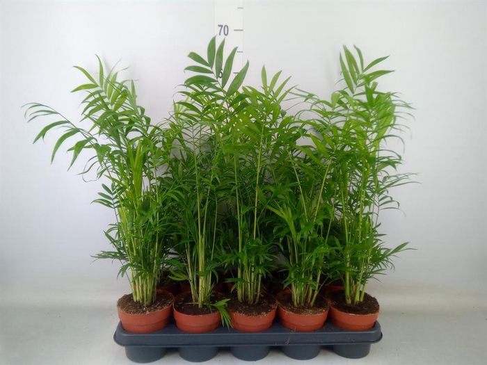 <h4>Chamaedorea elegans</h4>