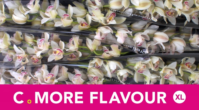 <h4>CYMB T CASCADE</h4>