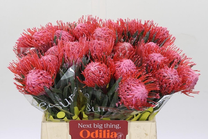 <h4>Nutans Painted Pink</h4>