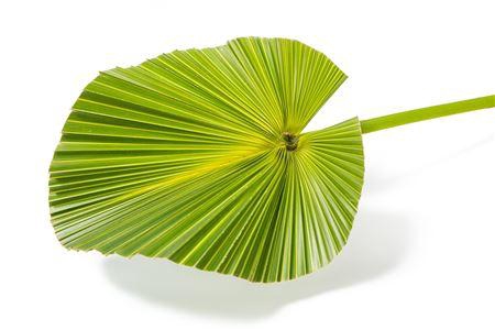 <h4>Livistona Box MDK</h4>