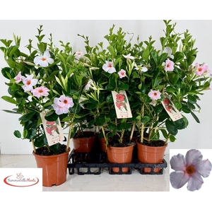MANDE SUN EARL CREAM