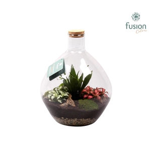 Glas Terrarium glas met kurk en Arrangement D26 H33