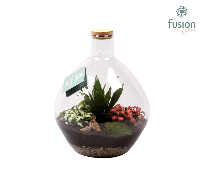<h4>Glas Terrarium glas met kurk en Arrangement D26 H33</h4>
