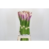 Zantedeschia Eydolls Purple White