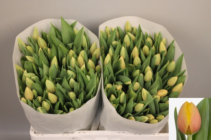 <h4>TU EN MARIT</h4>