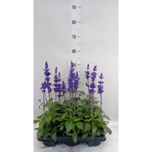 Salvia nemorosa   ...