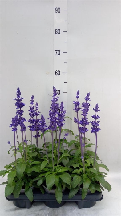 <h4>Salvia nemorosa   ...</h4>