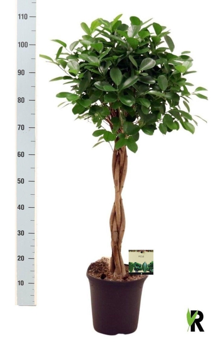 <h4>FIC MI MOCLAME</h4>