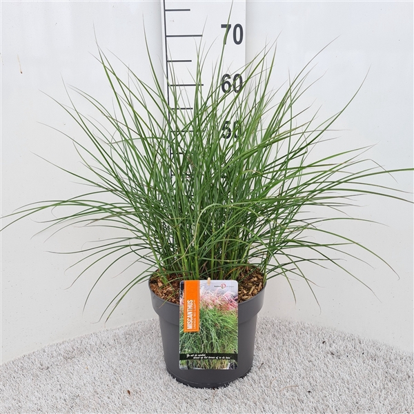 <h4>Miscanthus Sin. Red Cloud P26</h4>