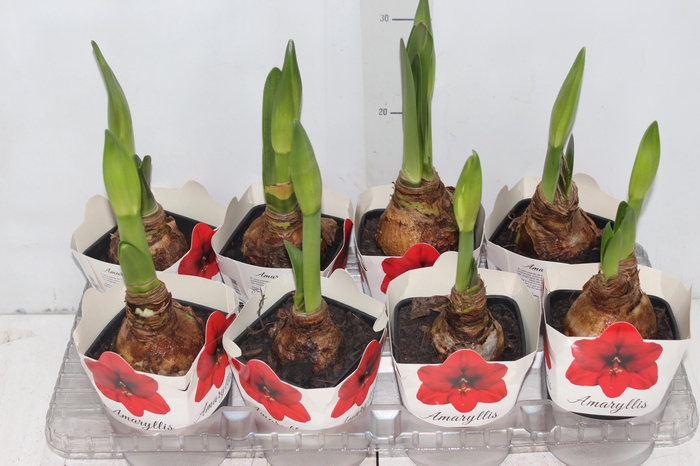 <h4>AMARYLLIS P14</h4>