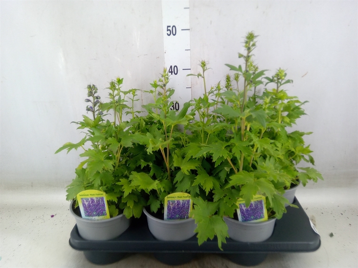 <h4>Delphinium   ...</h4>