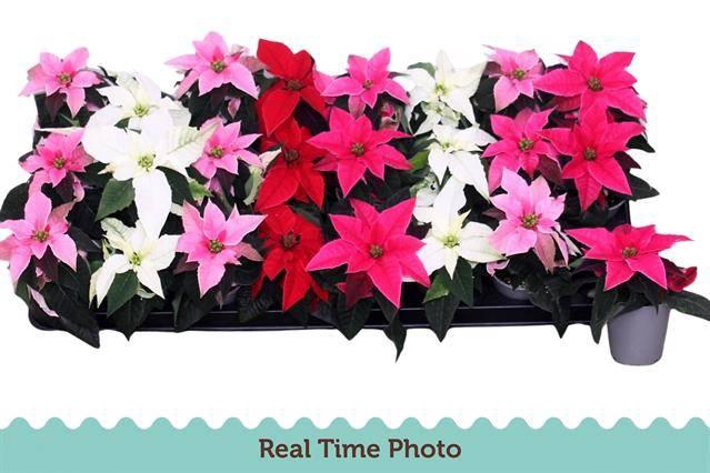 <h4>PRINCETTIA MIX P6</h4>