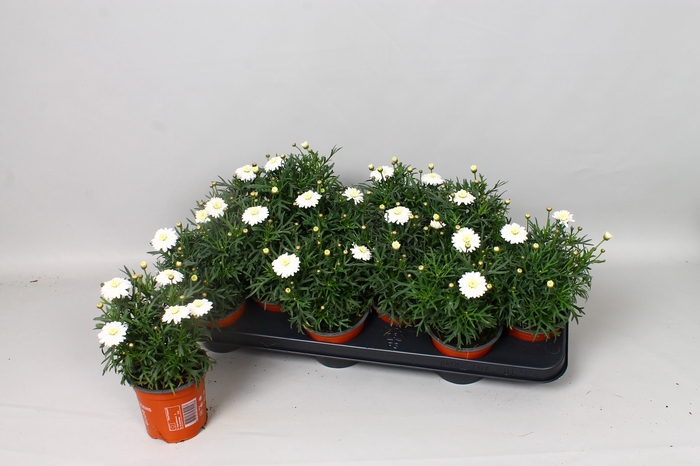 <h4>ARG MO DUPLO WHITE</h4>