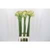 Ornithogalum Saundersiae