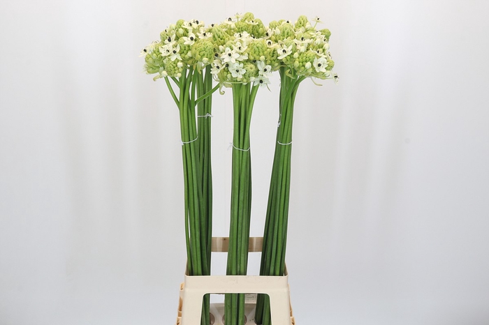 <h4>Ornithogalum Saundersiae</h4>