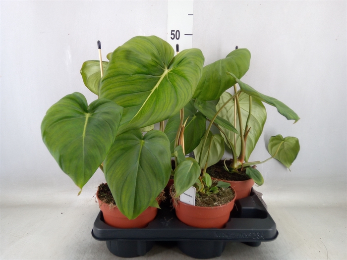 <h4>Philodendron   ...</h4>