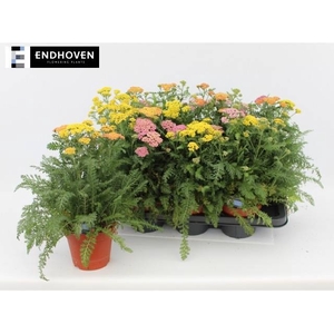 ACHI MILLEFOLIUM