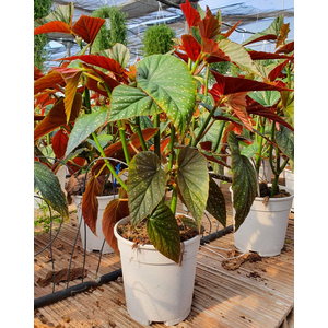 Begonia overig mixkar