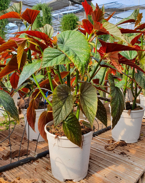 <h4>Begonia overig mixkar</h4>