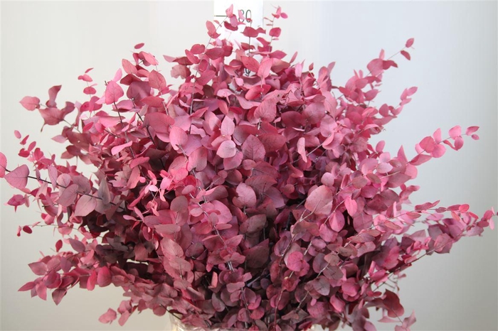 <h4>Euca Stuartiana Gestab. Cerise</h4>