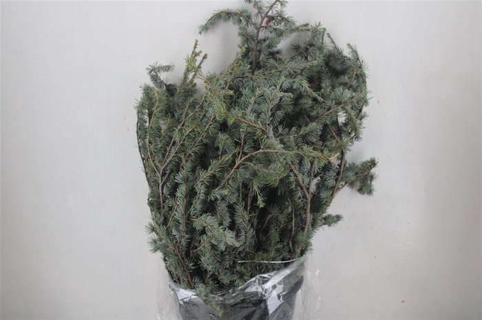 <h4>Ceder P Bunch</h4>