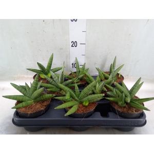Sansevieria   ...