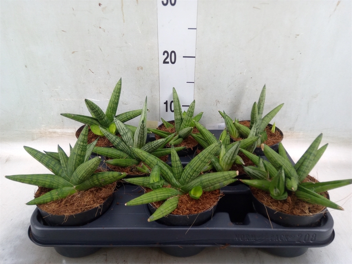 <h4>Sansevieria   ...</h4>