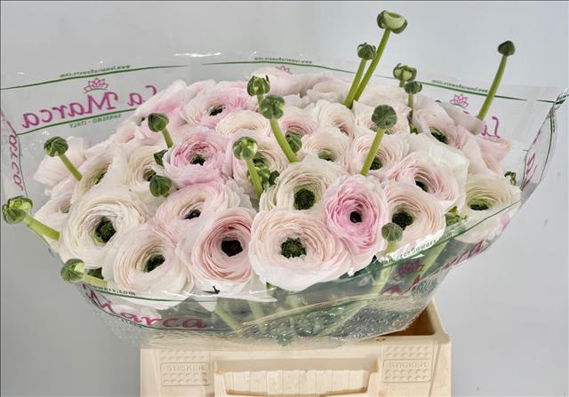 <h4>Ranunculus Clooney Rio Extra</h4>
