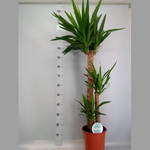Yucca   ...