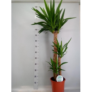 Yucca   ...