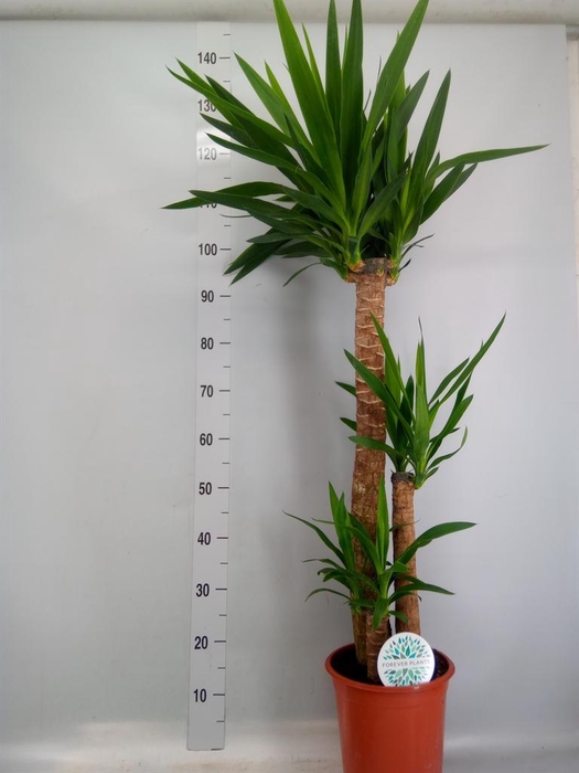 <h4>Yucca   ...</h4>