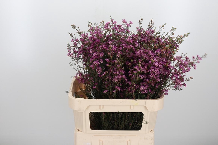 <h4>Chame Purple Pride</h4>