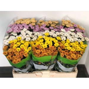 CHRYSANTHEMUM SA 'ROSSI'   ...MIX