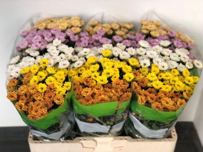 <h4>CHRYSANTHEMUM SA 'ROSSI'   ...MIX</h4>