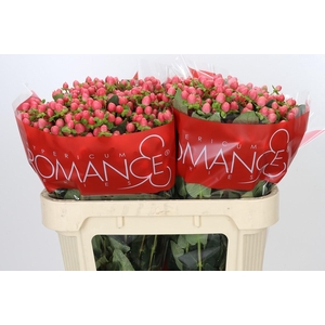 Hypericum Sweet Romance