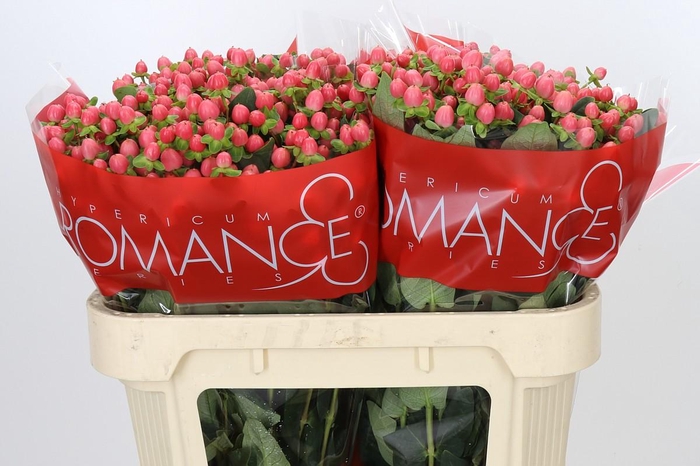 <h4>Hypericum Sweet Romance</h4>
