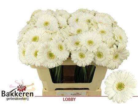 <h4>Ge Mi Lobby 07 CM,AQUA,(NL),(20)</h4>