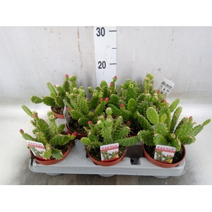 Opuntia