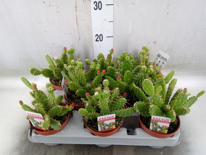 <h4>Opuntia</h4>