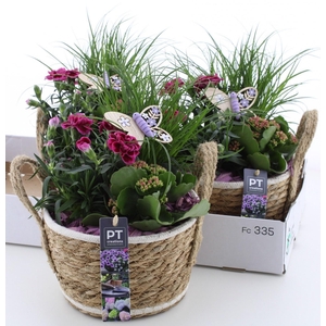 ARR TUINPLANTEN