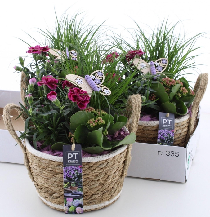 <h4>ARR TUINPLANTEN</h4>