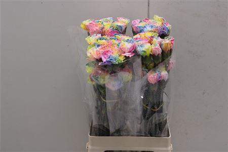 <h4>Di St Tinted Rainbow Sup</h4>