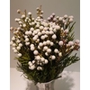 Greens - Spray Brunia (Nodiflora)