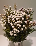 Greens - Spray Brunia (Nodiflora)