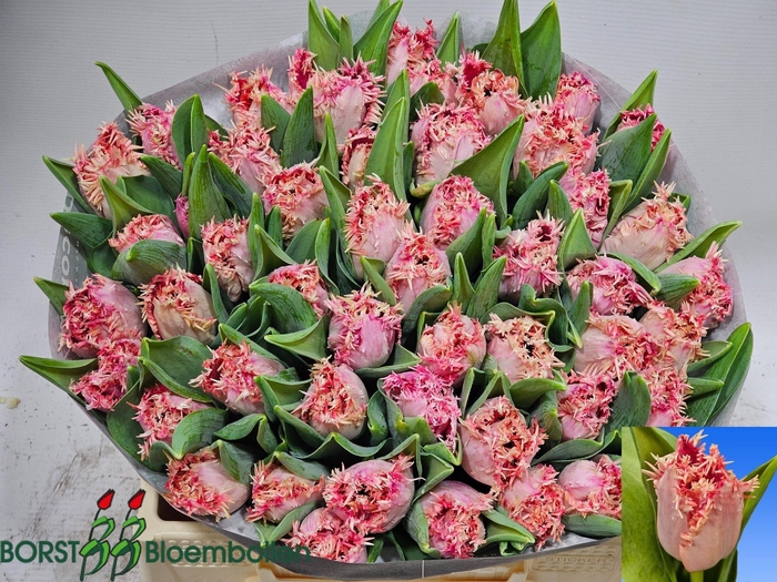 <h4>TU FR ZARAGOZA</h4>