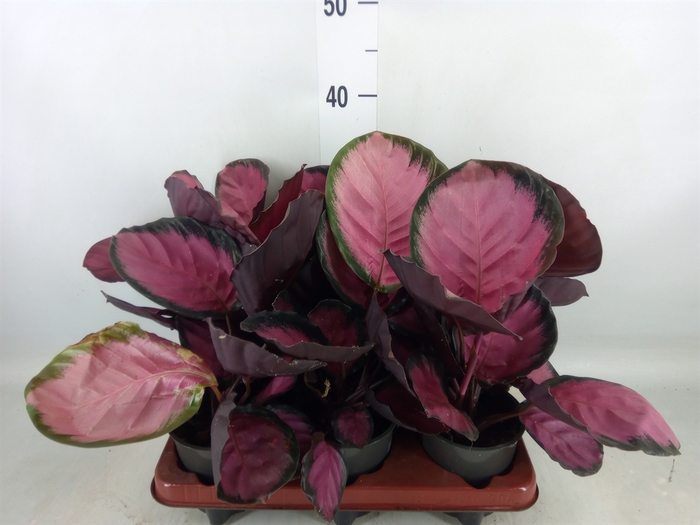 <h4>Calathea roseopicta 'Crimson'</h4>