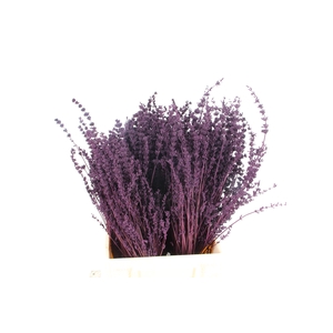 DF Lavender Bs Dark Lila